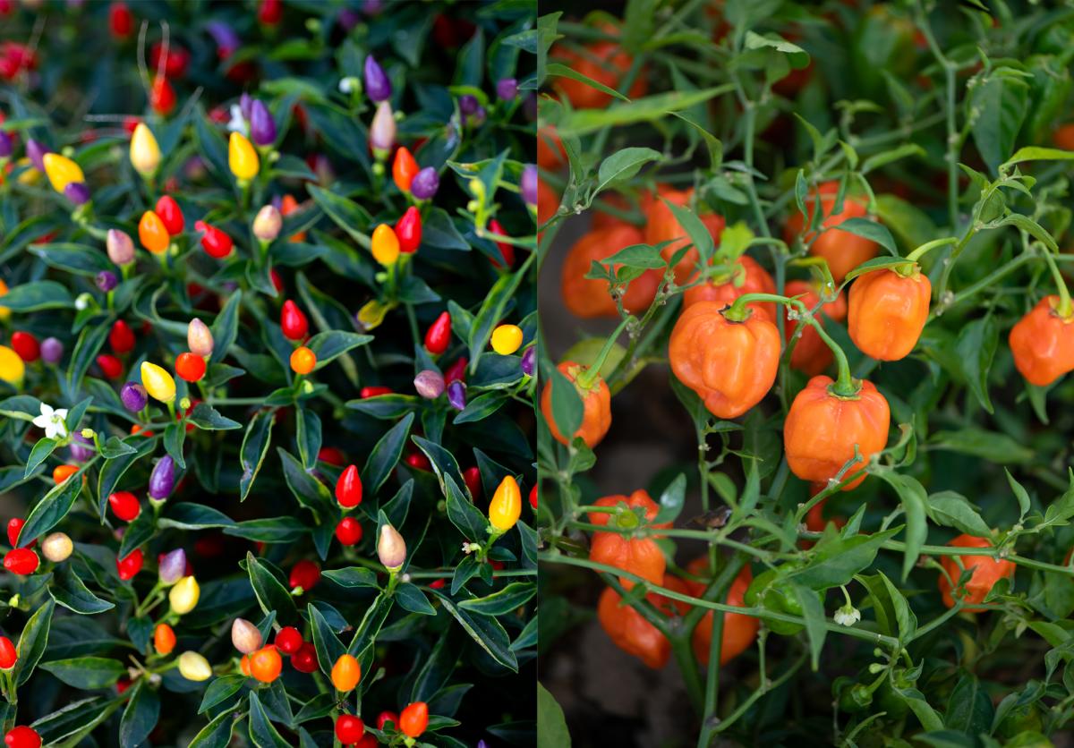 Colorful Chile at NMSU's Chile Pepper Institute, New Mexico Magazine