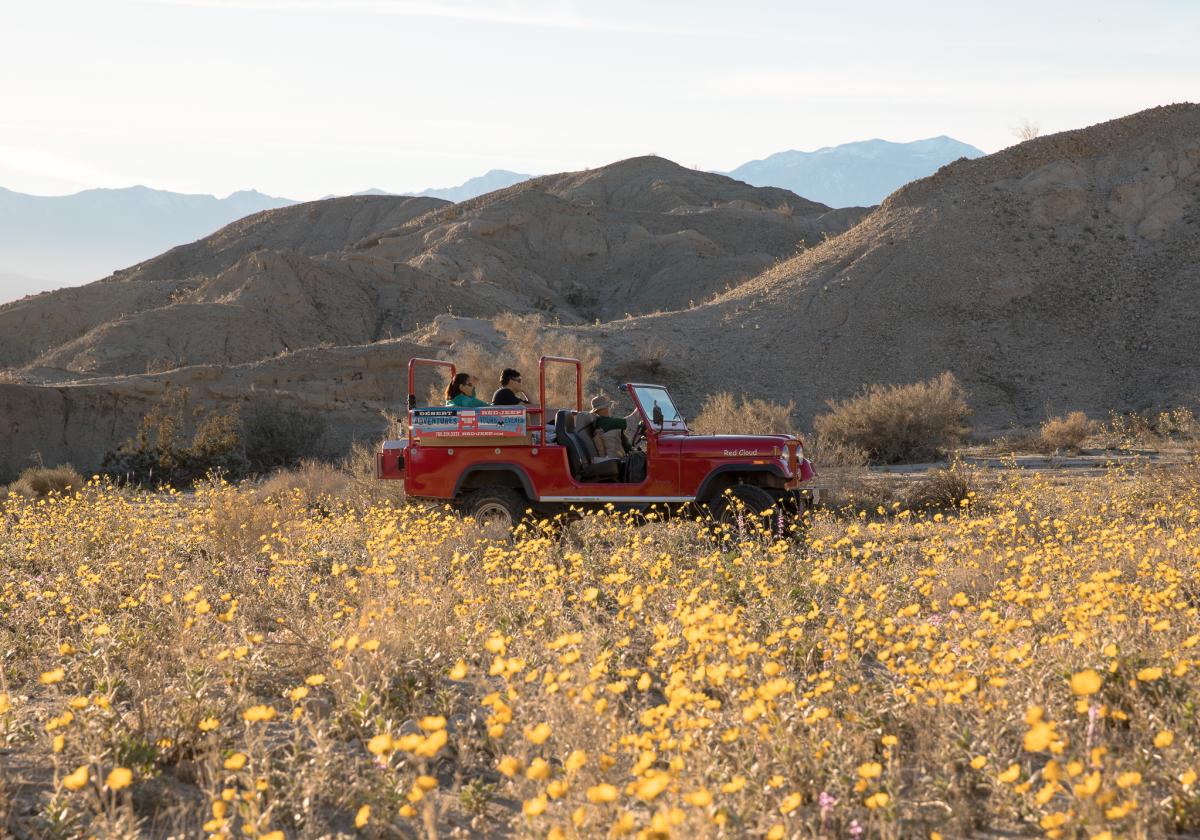 Red jeep driving through field of yellow flowers in Greater Palm Springs