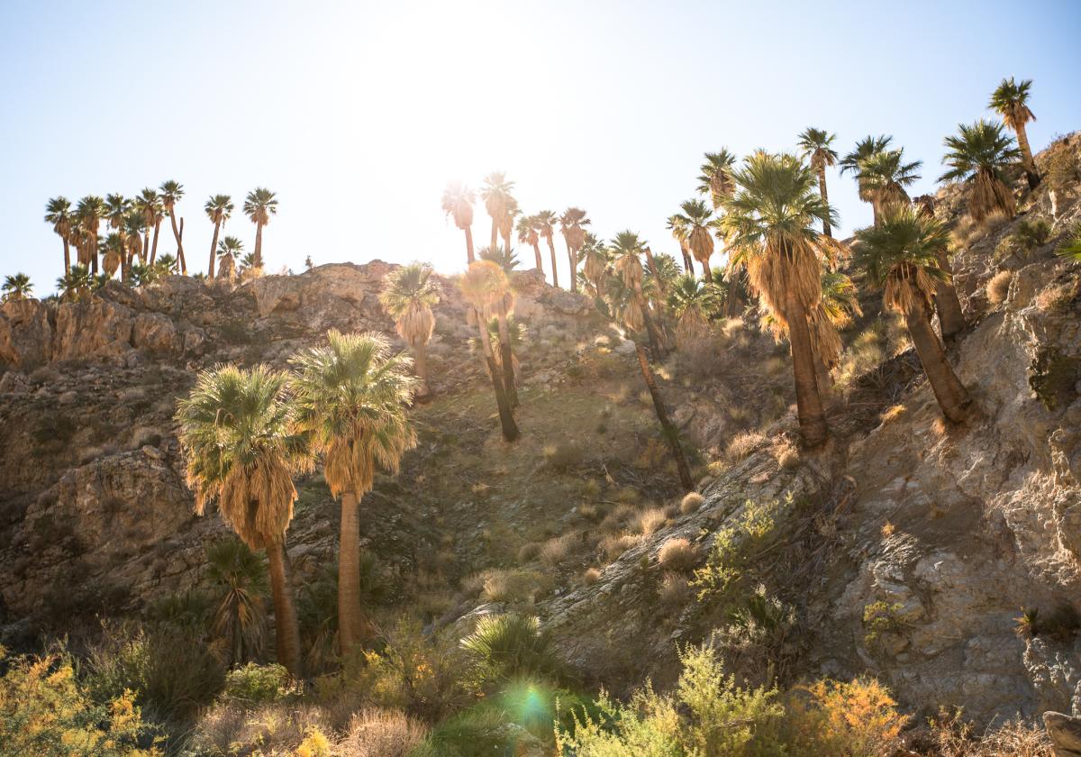 A cluster of palm trees as seen from the East Fork Trail in Indian Canyons