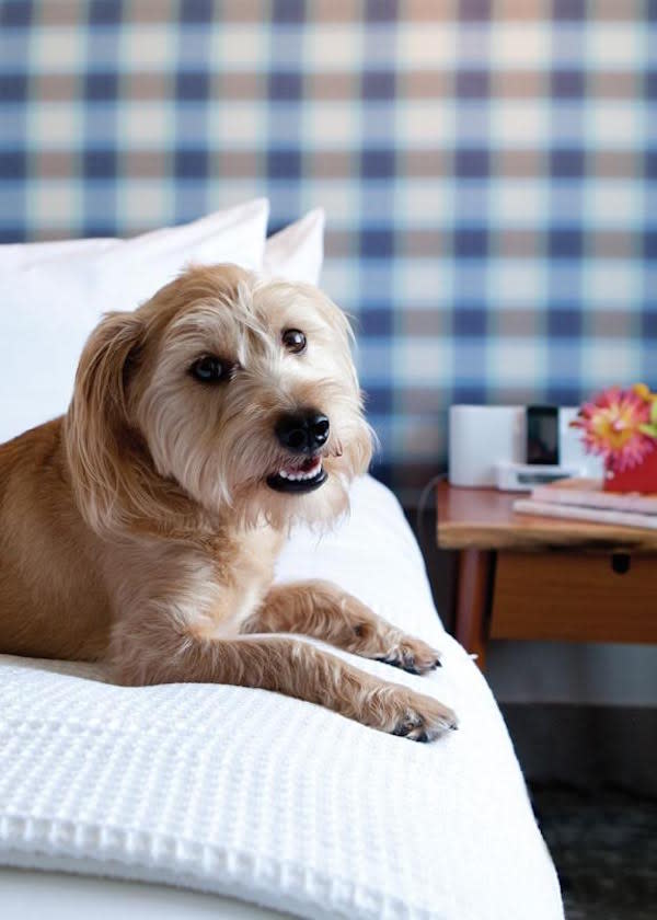 Pet Friendly Hotels in Huntington Beach