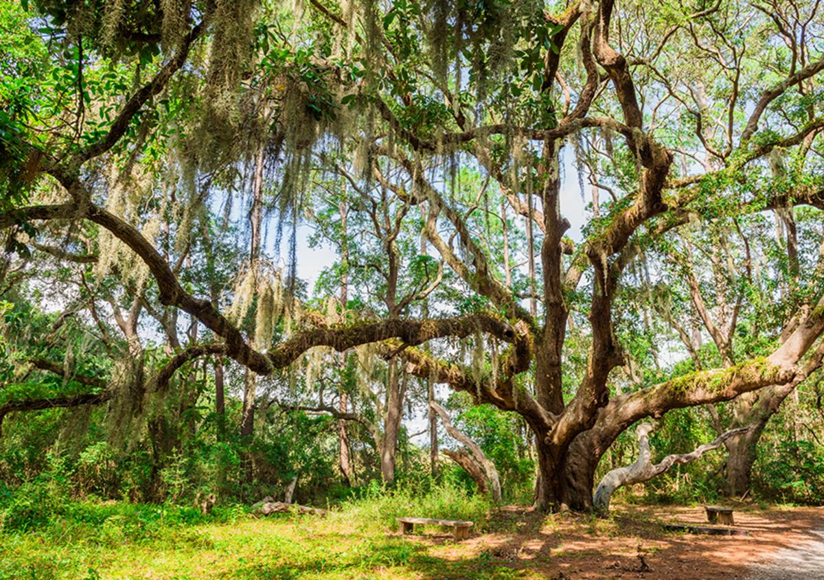 Moss-covered trees and park benches along the John Gilbert Nature Trail on St. Simons Island