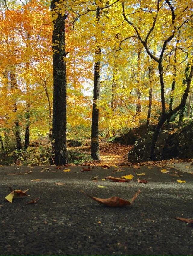 Yellow leaves cover the trees and a few lay on the paved walking path in the foreground at Noccalula Falls Foliage