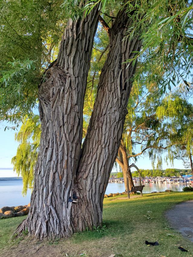 v-tree-kershaw-park