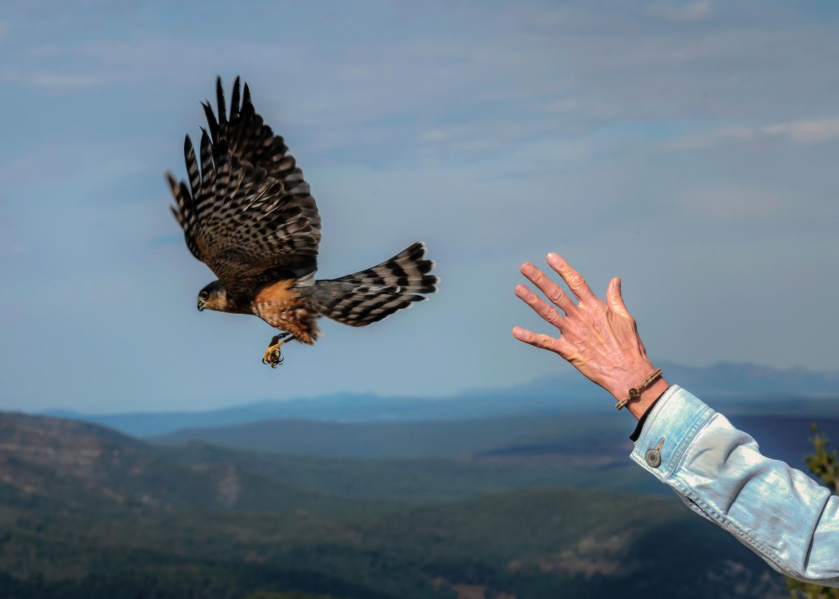 Manzano Mountains (Freedom)