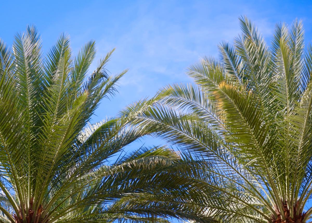Top of two palm trees at The Coachella Valley Preserve Hike.