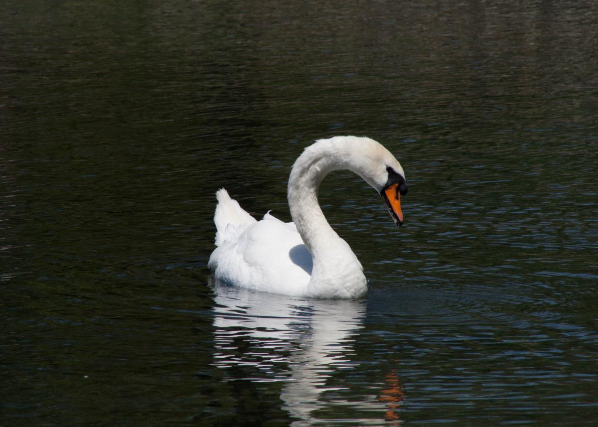 Children's Lake