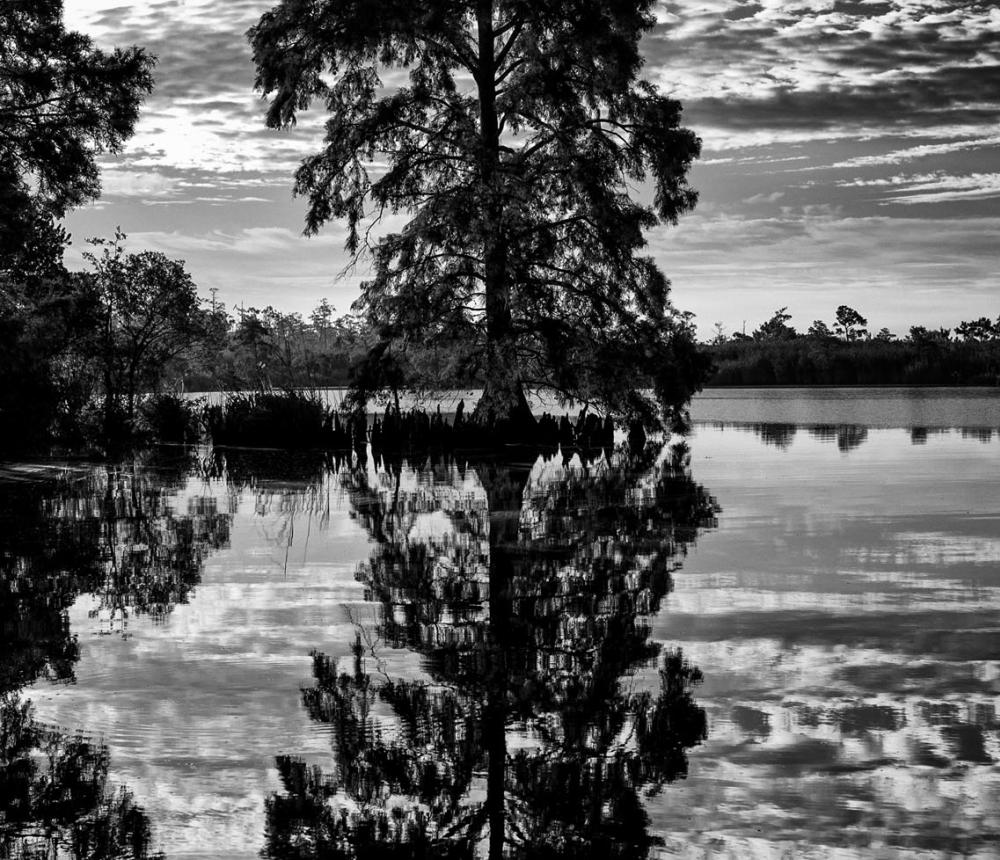 Blackwater River Cypress