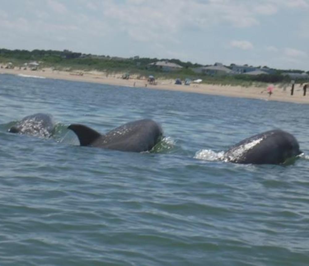 DOLPHIN ADVENTURE KAYAK TOUR