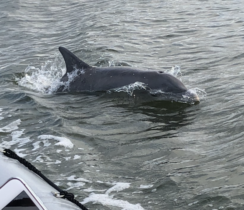 Dolphin next to Patriot