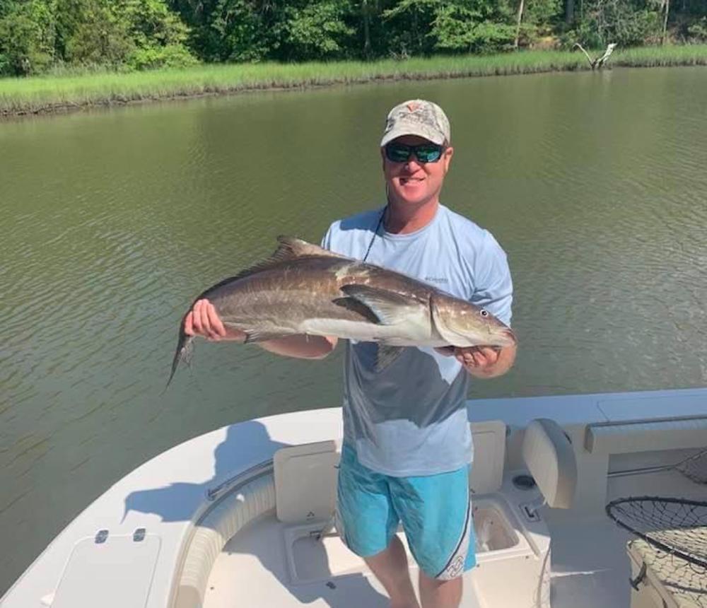 Cobia