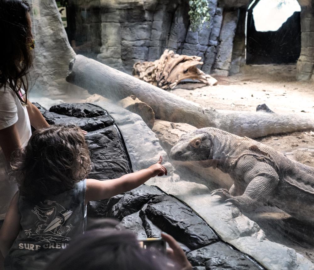 kIDS- lizard EXHIBIT