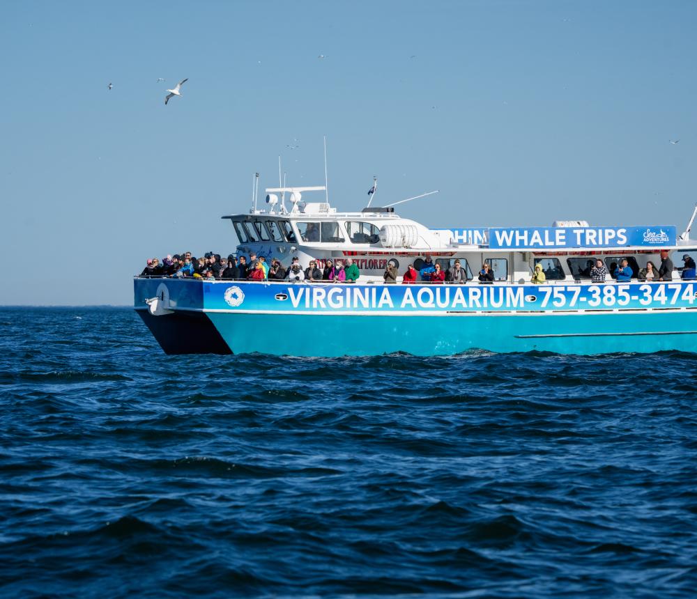 Whale Tours