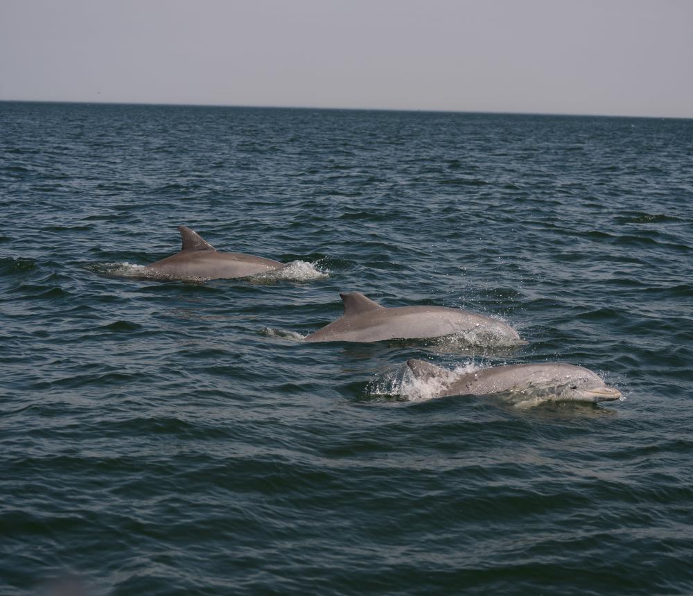 Dolphins