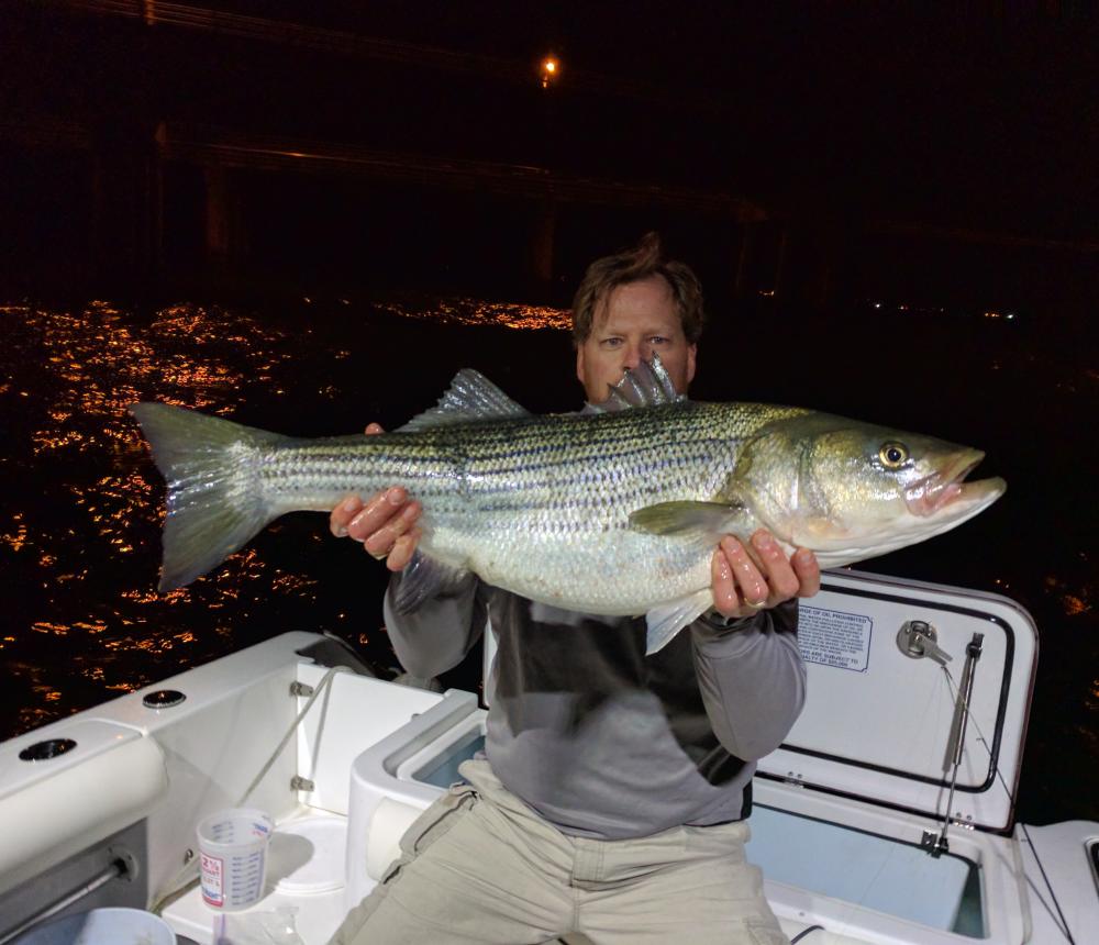 Rockfish @ CBBT