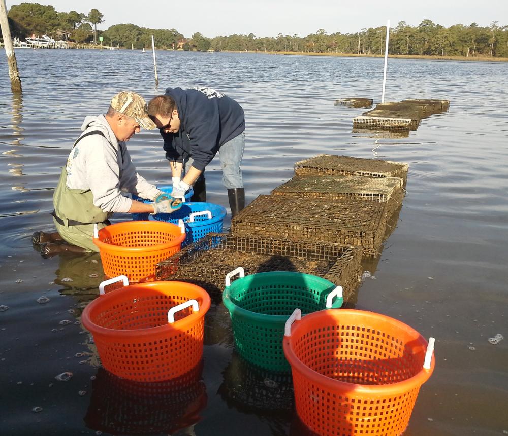 Oyster_Farming.jpg