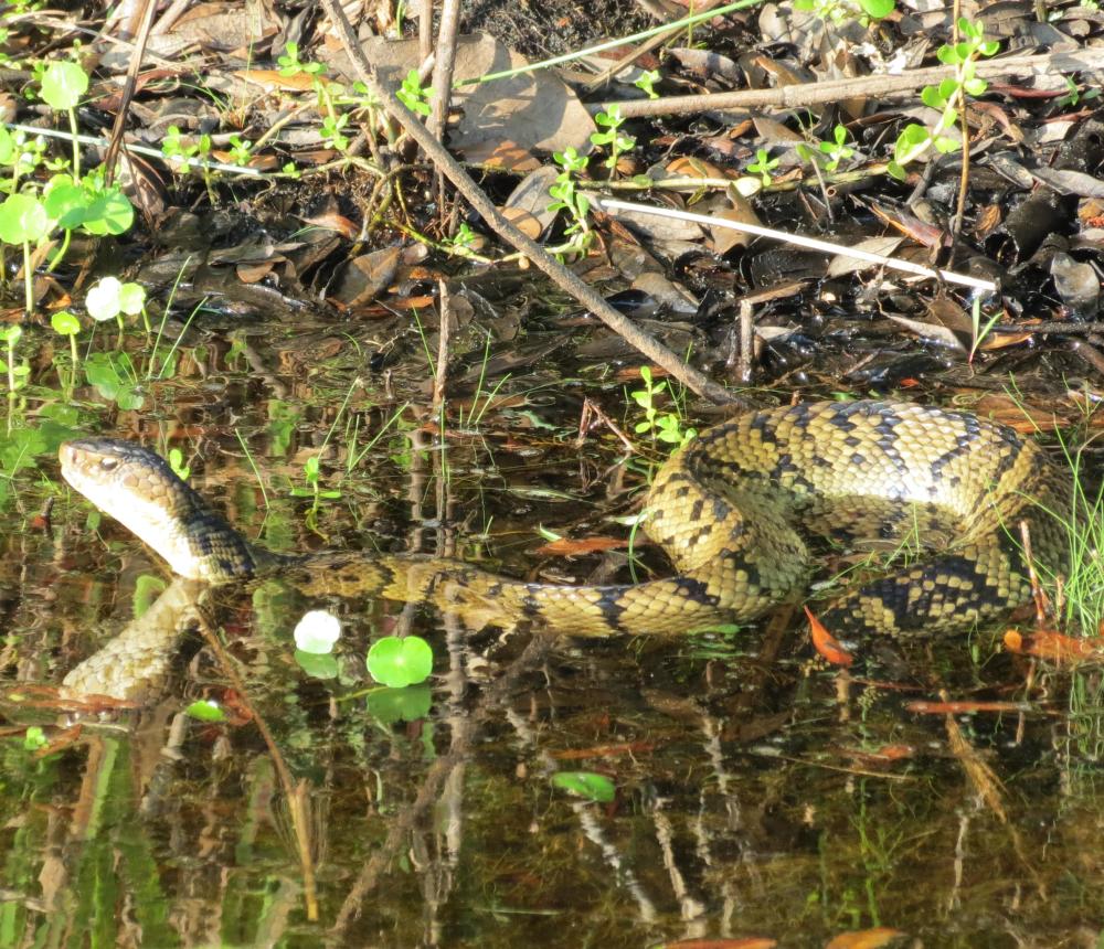 Cottonmouth (Eastern cottonmouth)