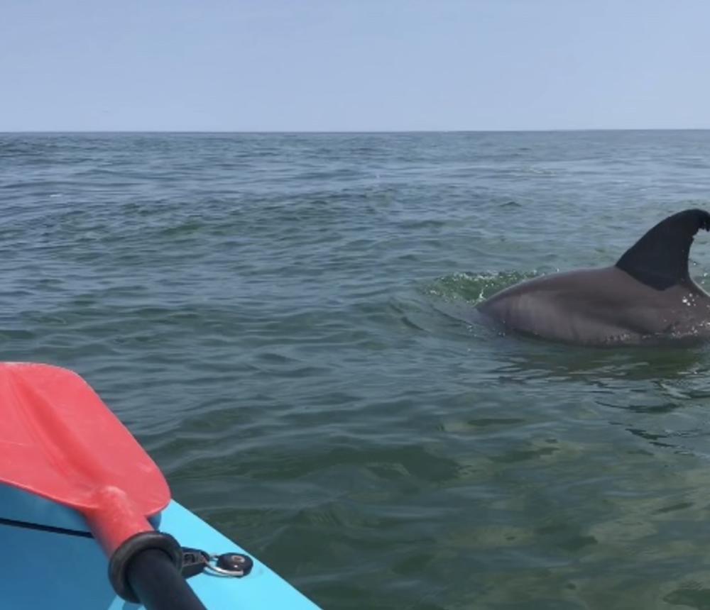 Dolphin tours in Virginia Beach