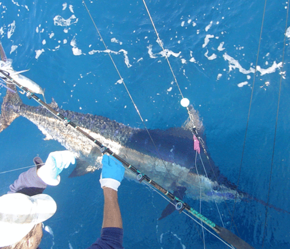 marlin2.gif