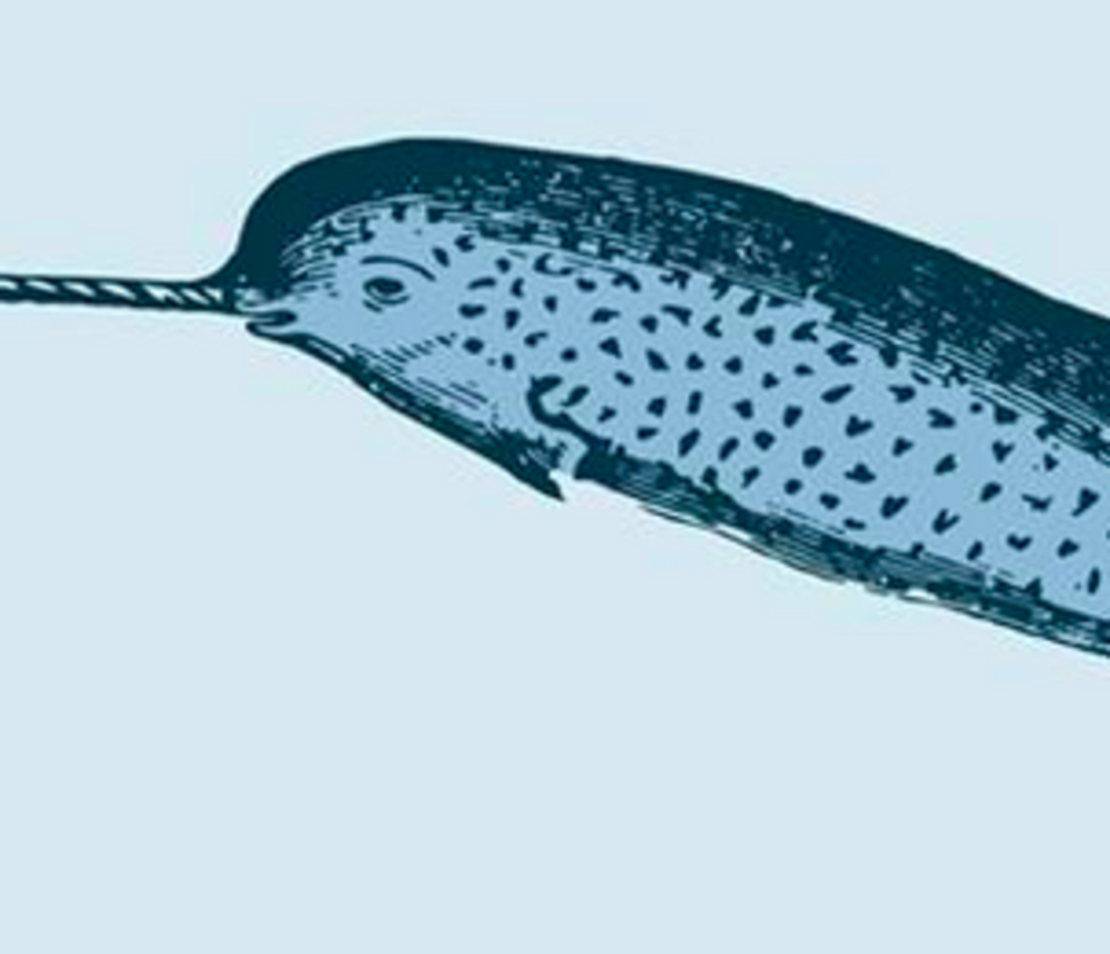 narwhal.png