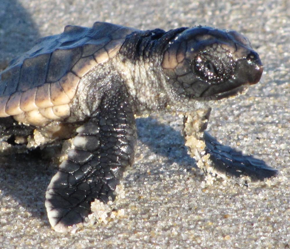 Loggerhead Sea Turtle Hatchling