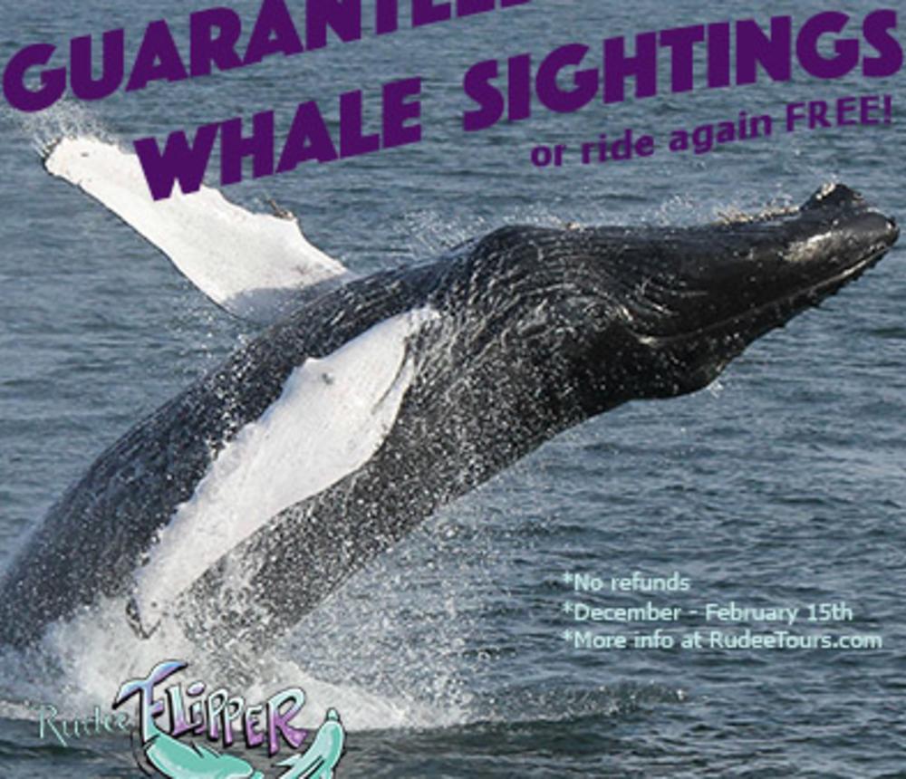 whale_guarantee0.jpg