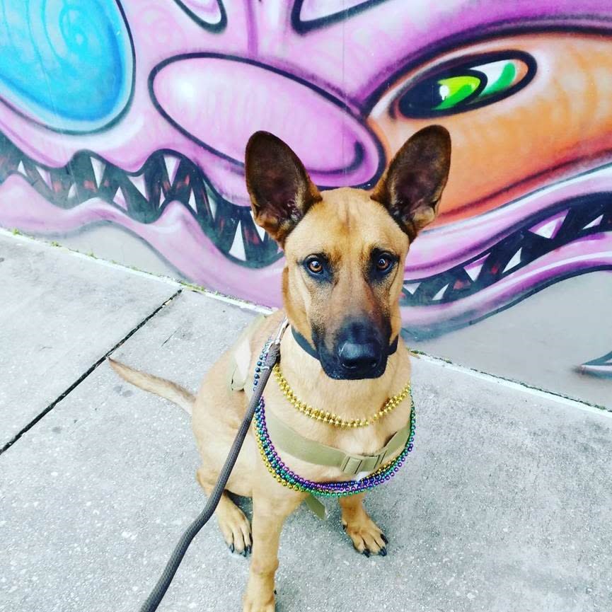 Dog Downtown