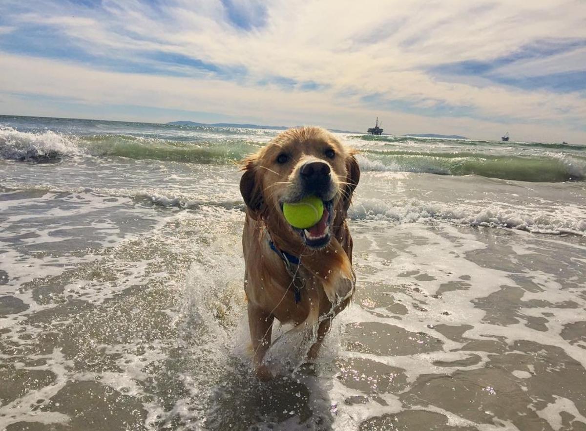 Surf City Surf Dog Competition In Huntington Beach Sept 28 2019