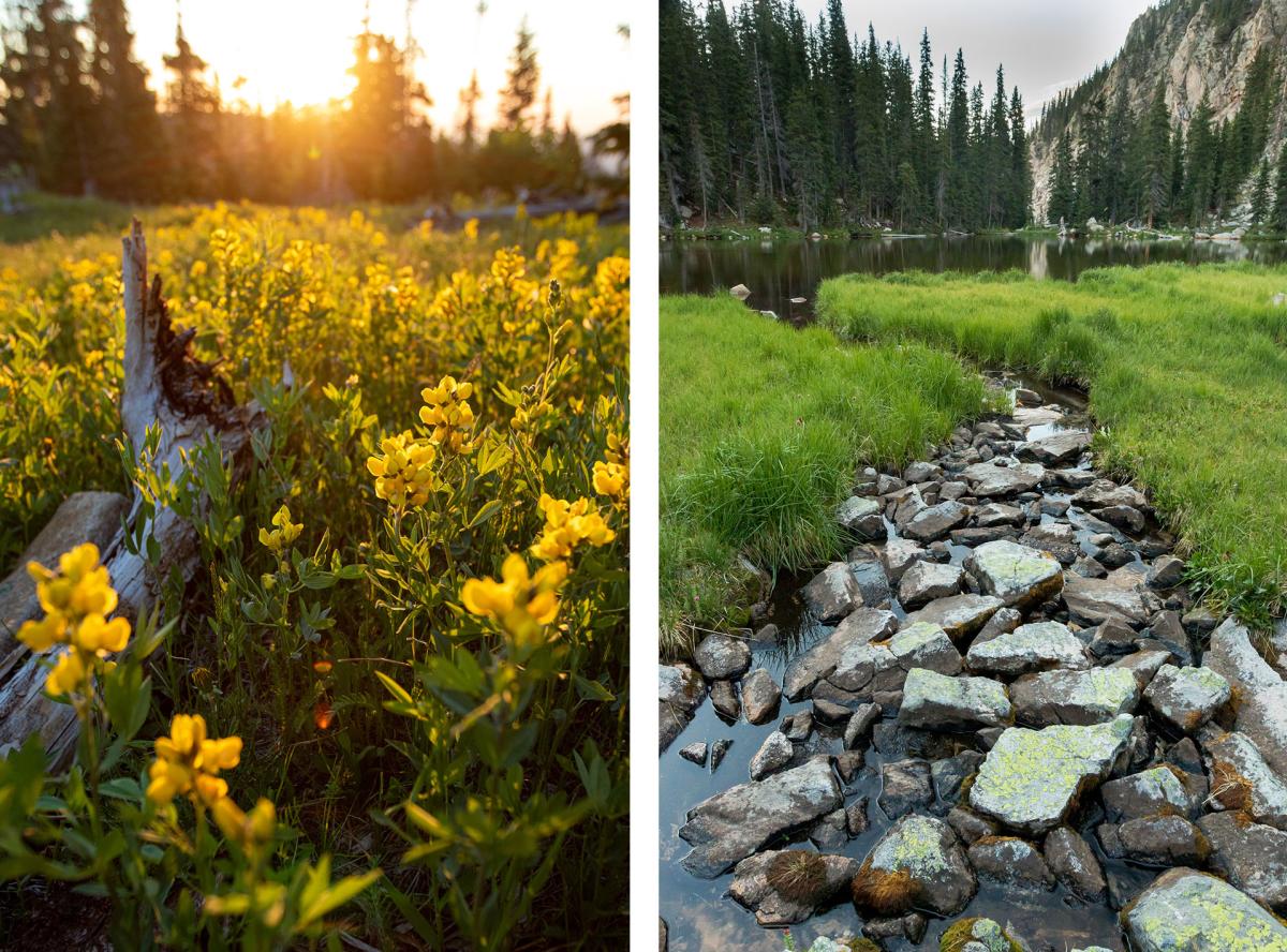 Golden banner blossoms near Serpent Lake, Nambé Lake, New Mexico Magazine