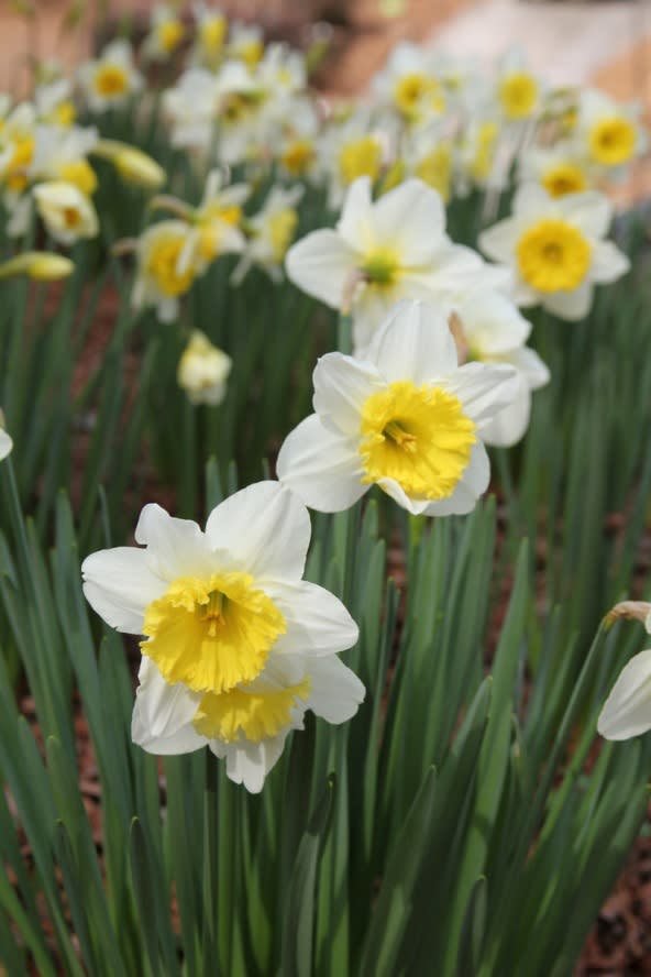 Daffodils in Spring