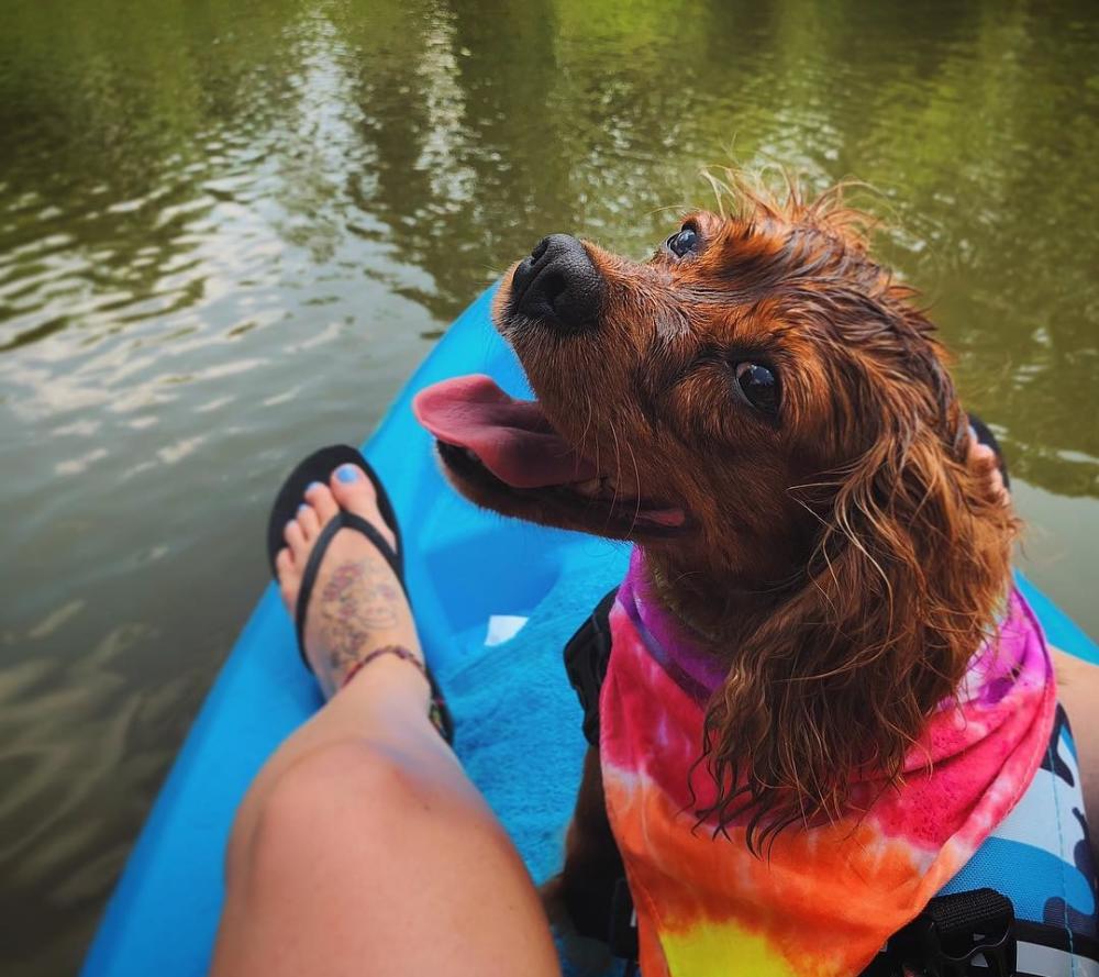 Dog and owner kayaking on the St. Joseph River in Fort Wayne