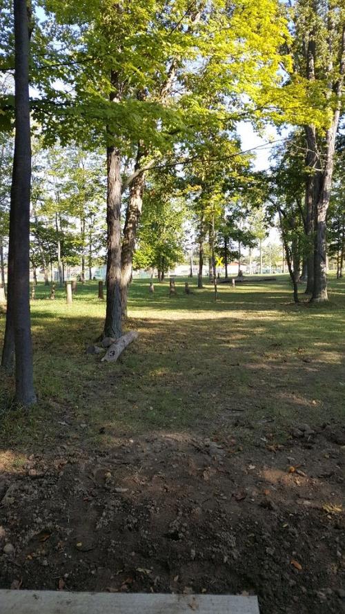 Sun Shining On Trees At Helke Park In Vandalia, OH