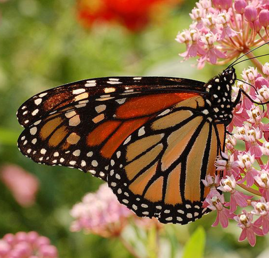 ABQ Butterflies 5