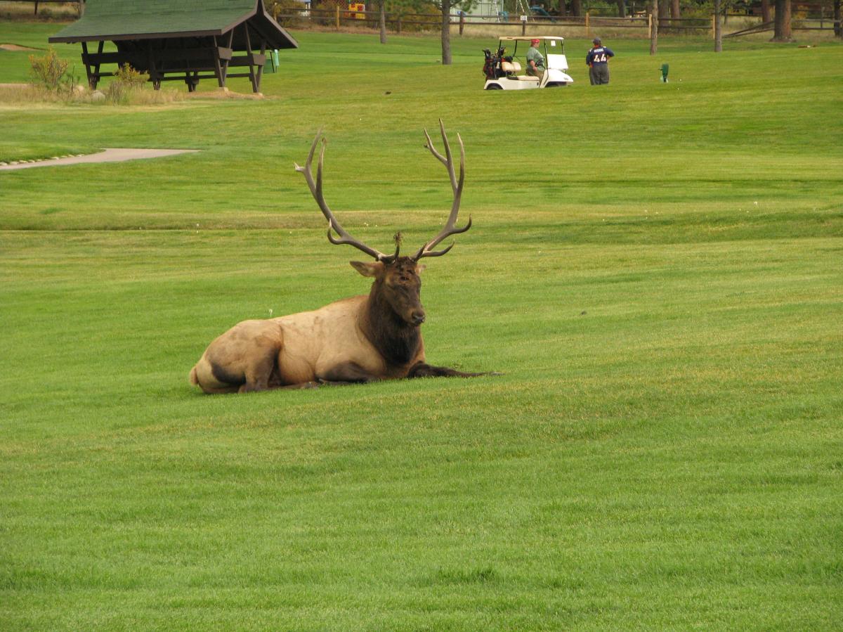 Play a Round of Golf With The Locals