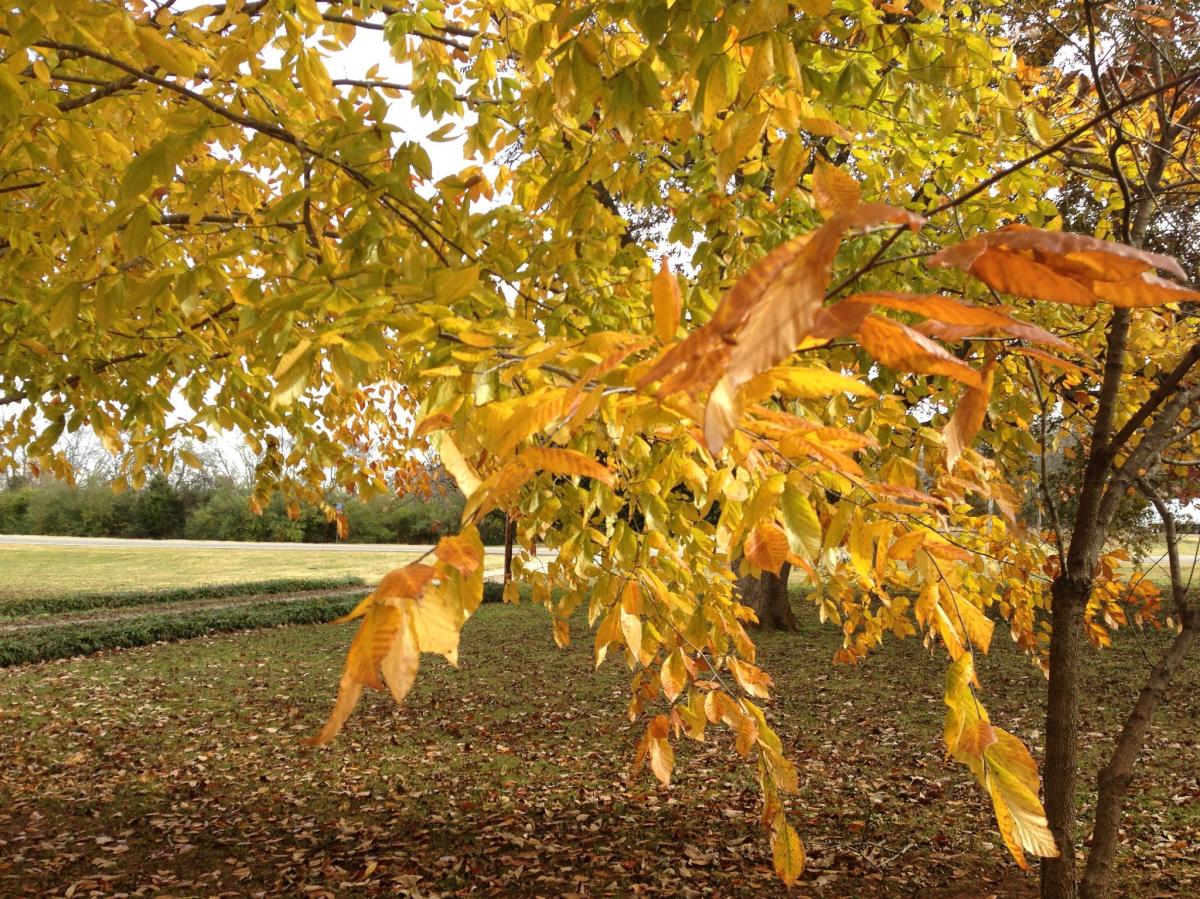 A closeup of yellow-covered leaves hanging from a tree alongside an open field in Mooresville, Alabama