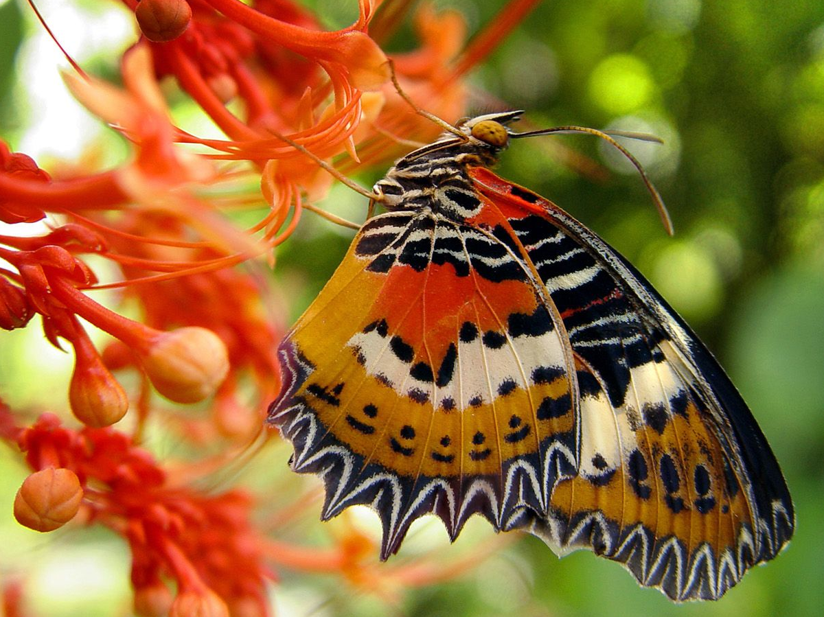 butterfly world