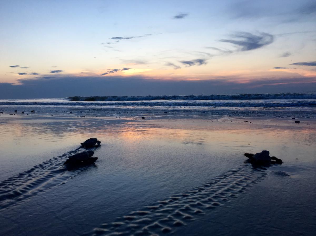 Baby sea turtles make their way to the ocean at dawn break at Sea Island, GA