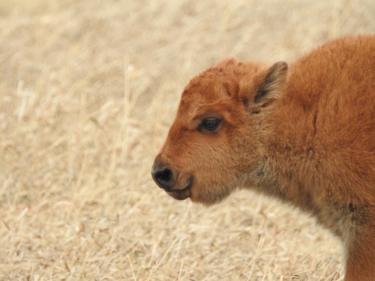Baby Bison - Wanuskewin