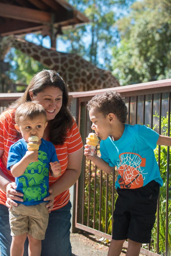 Ice Cream Safari