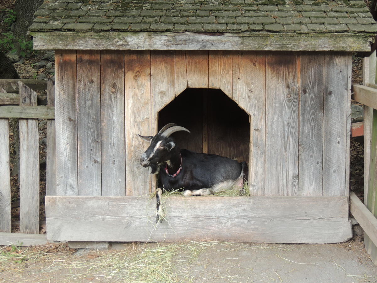 Farm Animals at Quiet Valley