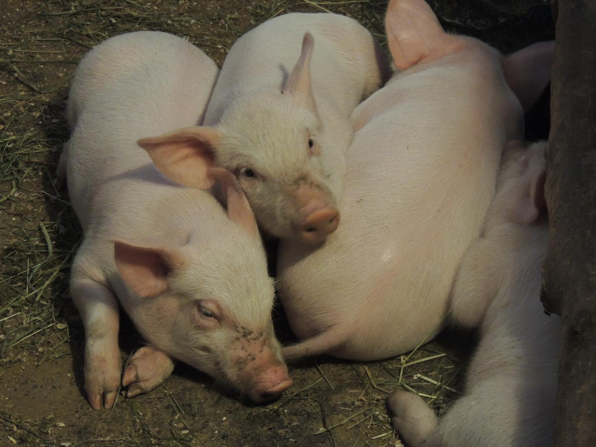 Piglets at Quiet Valley