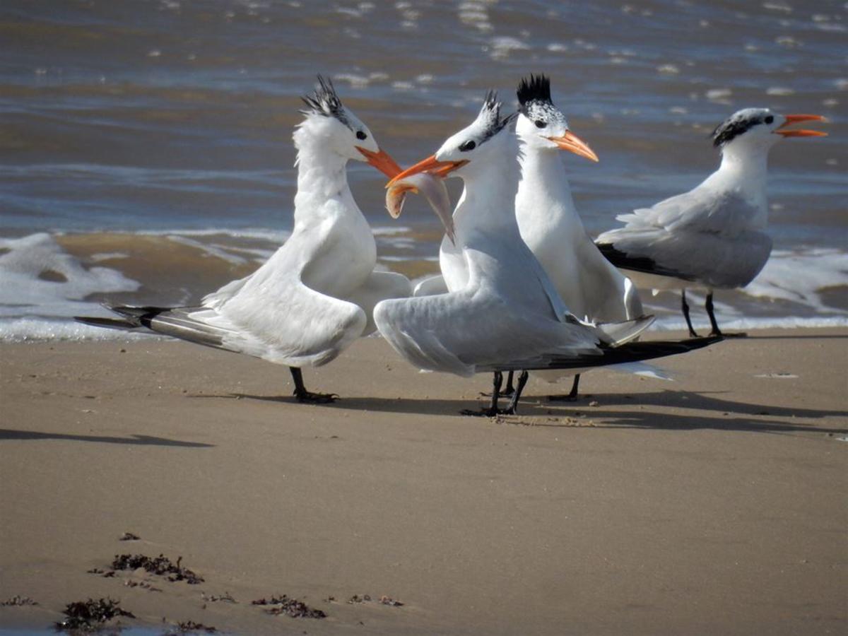 Nesting Terns in Brazosport