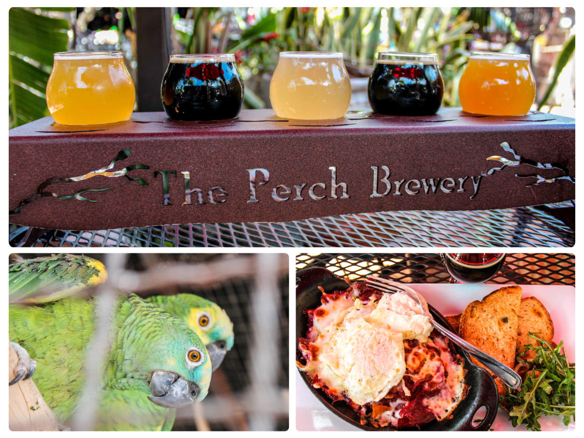 The Perch - Beer flight, parrot and food collage