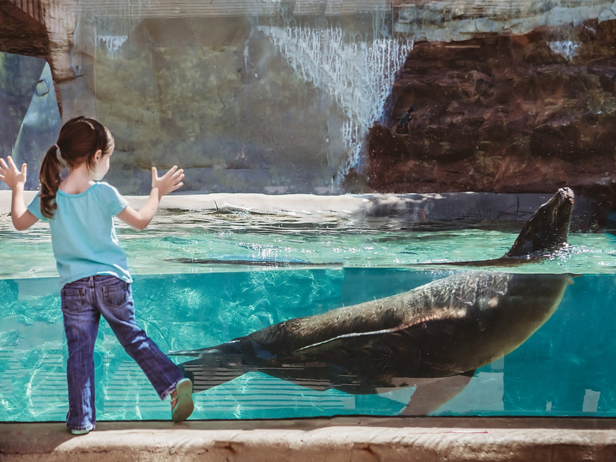 Girl with Sea Lion at Fort Wayne Children's Zoo