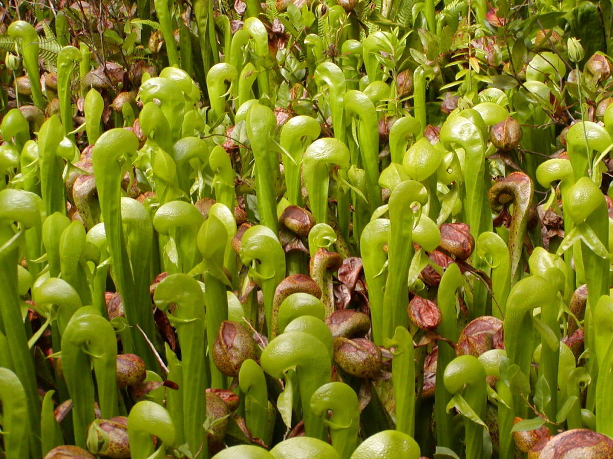 Darlingtonia by Jennifer Archer Darlingtonia by Jennifer Archer