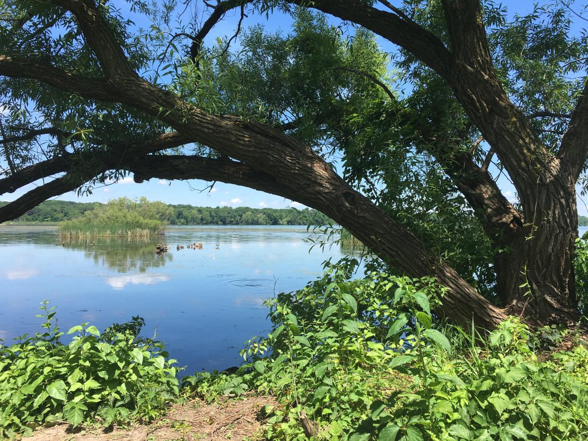 A tree hanging over the water at Picnic Point