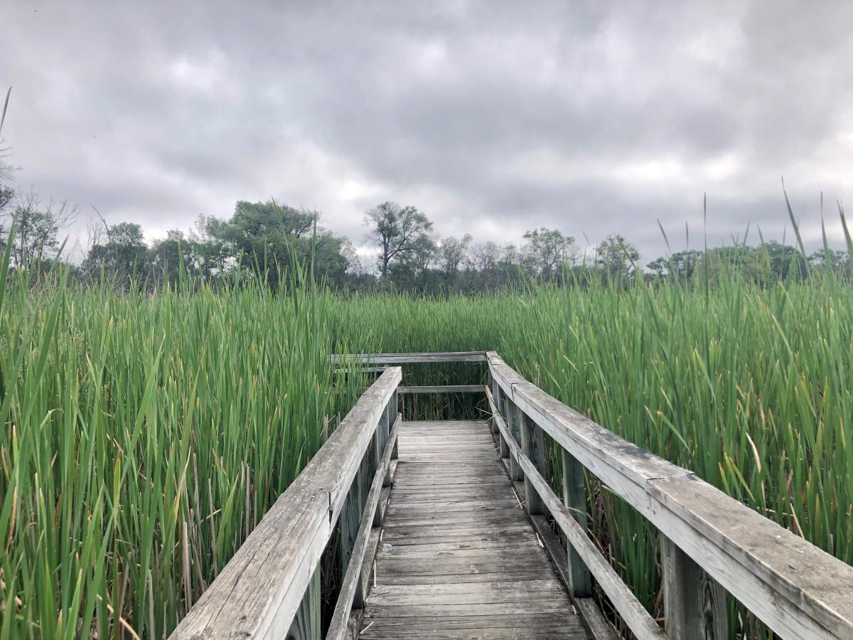 UW Arboretum Gardner Marsh