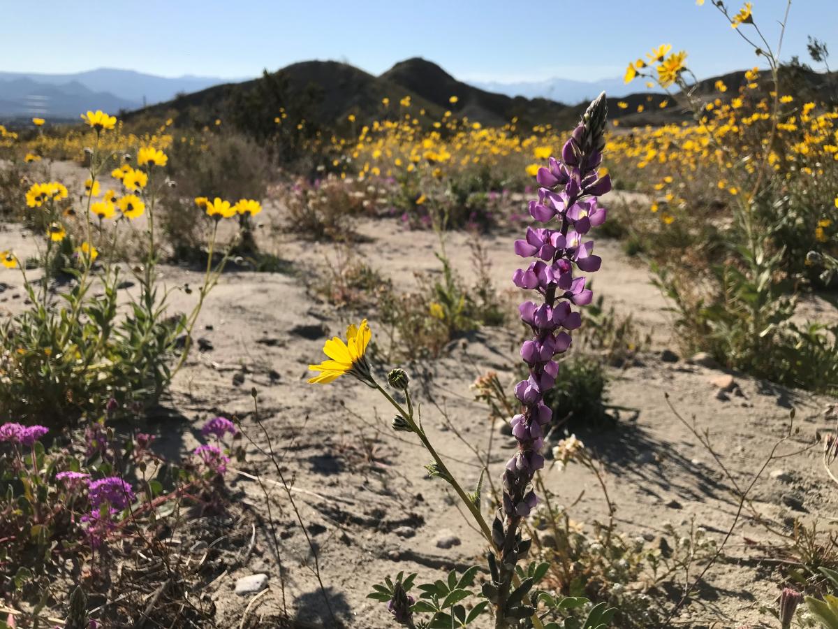 Yellow and purple flowers in a meadow at Metate Ranch.