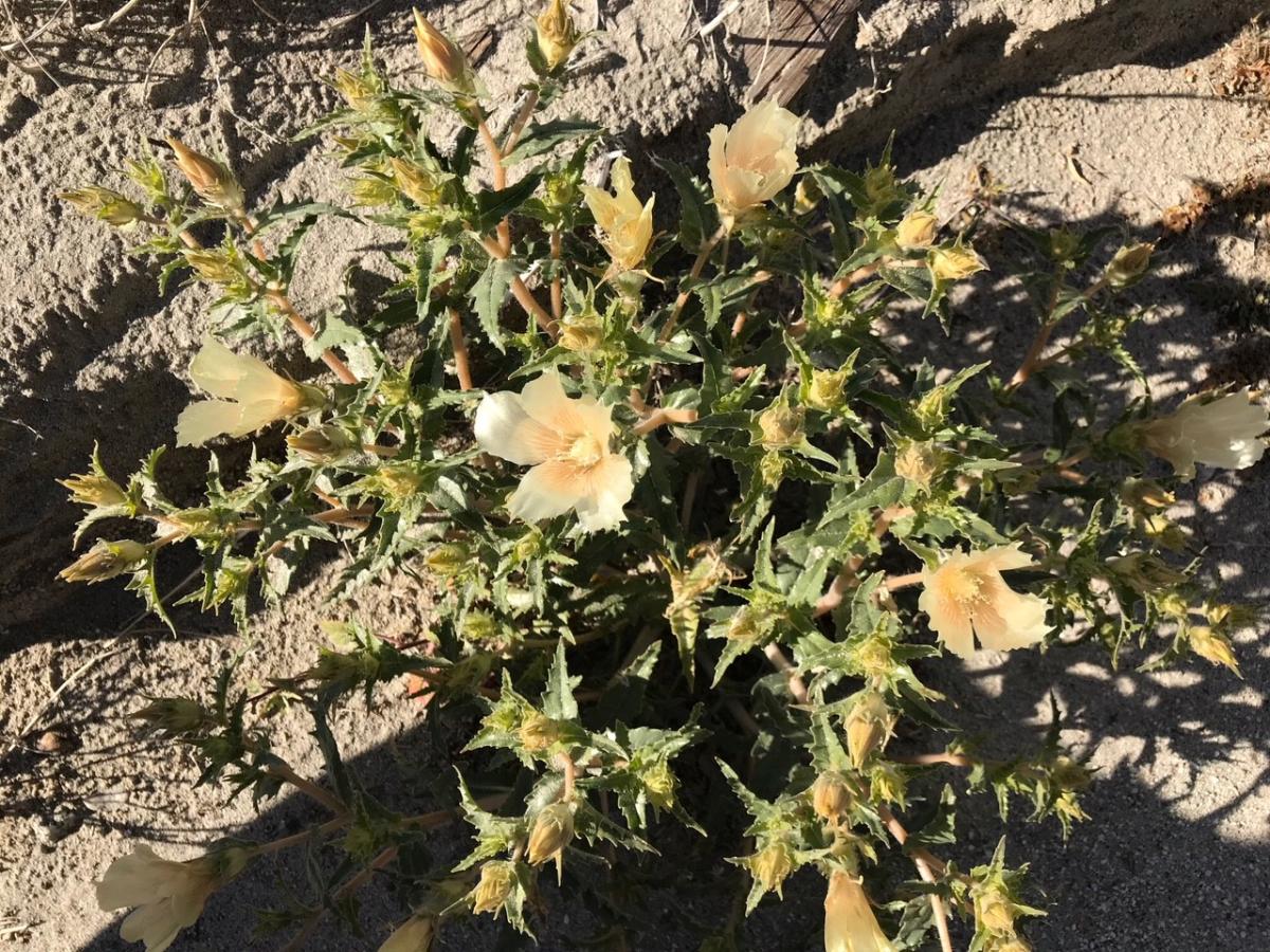 Sand Blazing Star at Metate Ranch.