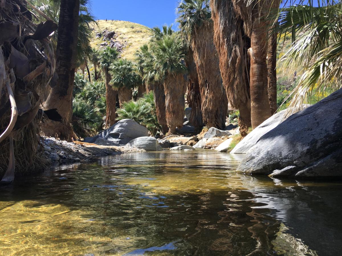 Palm Canyon at Indian Canyons