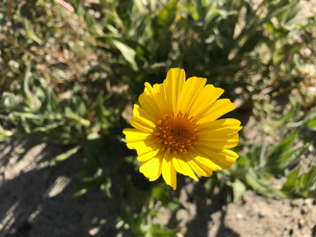 Desert sunflower